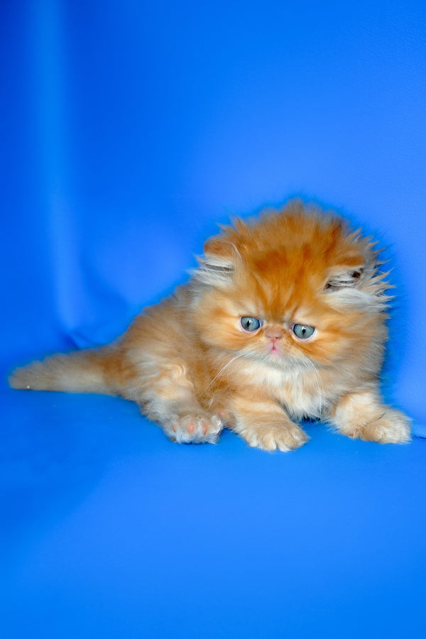 Denny | Persian Kitten