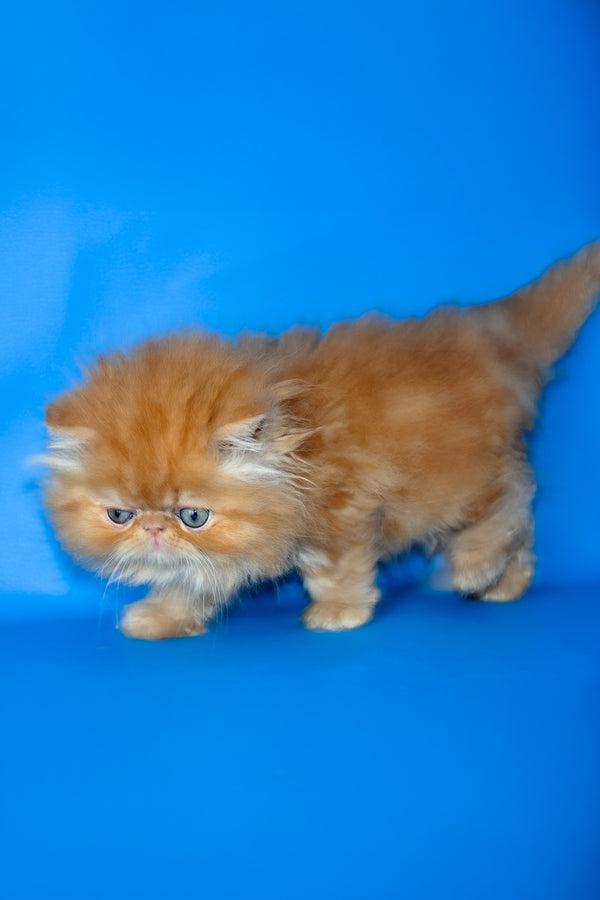 Denny | Persian Kitten