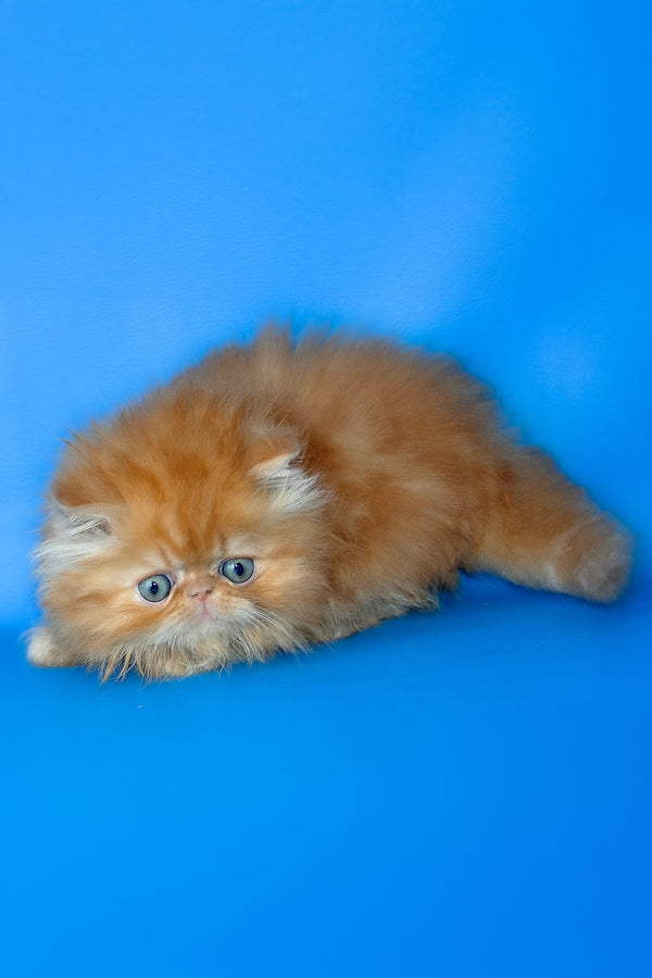 Denny | Persian Kitten