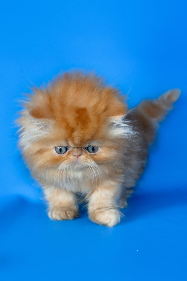 Denny | Persian Kitten
