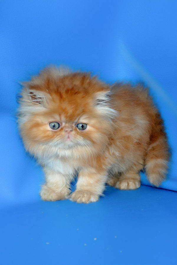 Denny | Persian Kitten