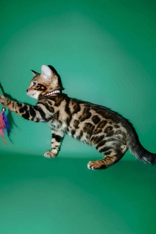 Dendy | Bengal Kitten