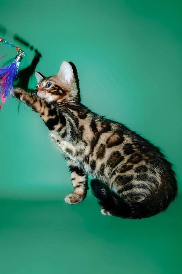 Dendy | Bengal Kitten