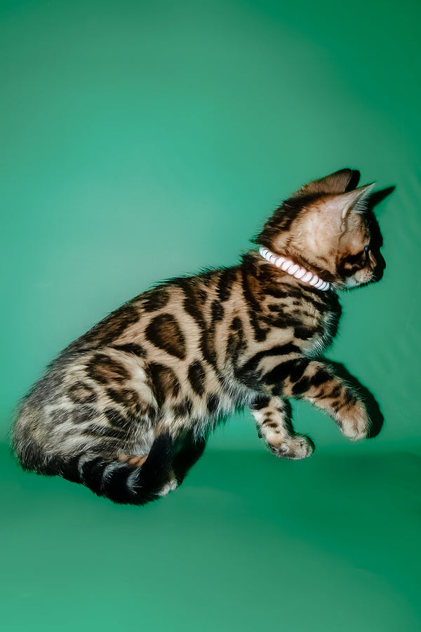 Dendy | Bengal Kitten