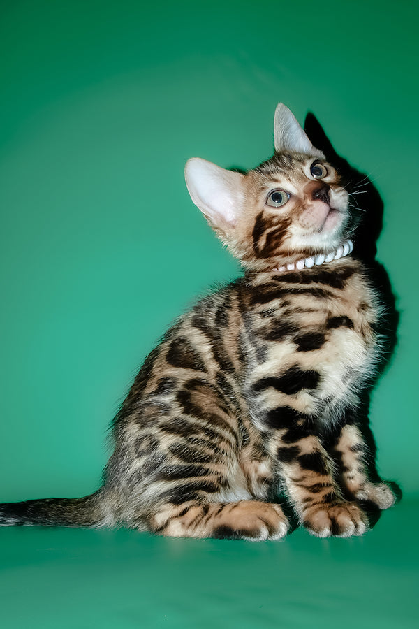 Dendy | Bengal Kitten