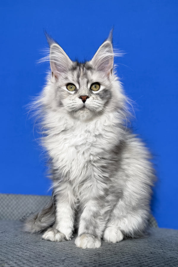 Denisa | Maine Coon Kitten