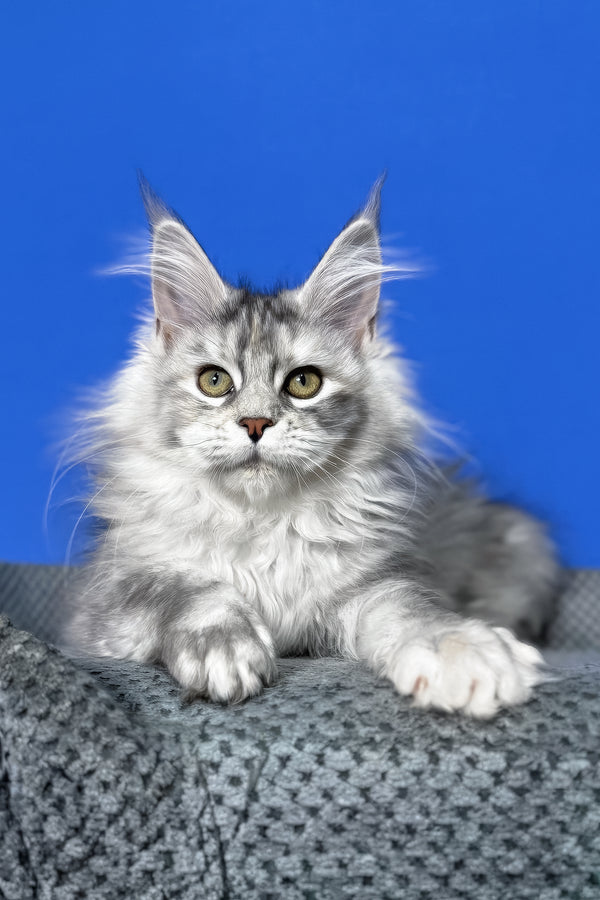 Denisa | Maine Coon Kitten