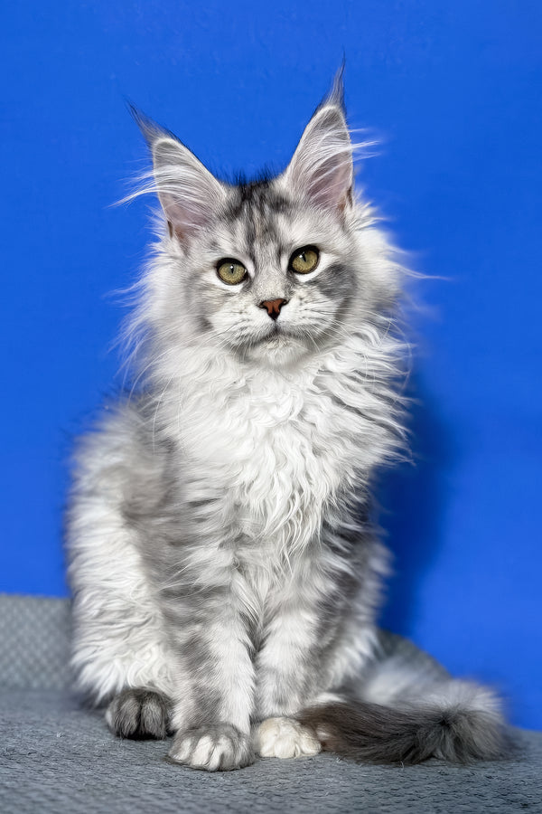 Denisa | Maine Coon Kitten