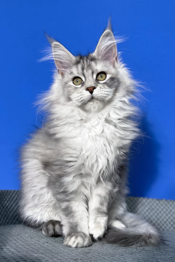 Denisa | Maine Coon Kitten