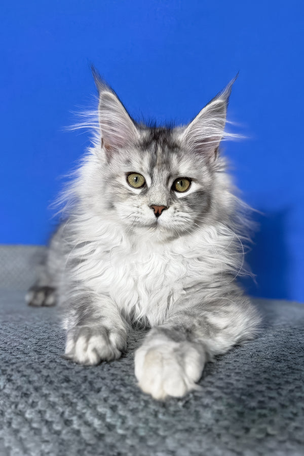 Denisa | Maine Coon Kitten