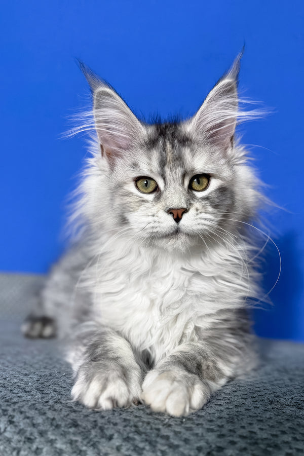 Denisa | Maine Coon Kitten