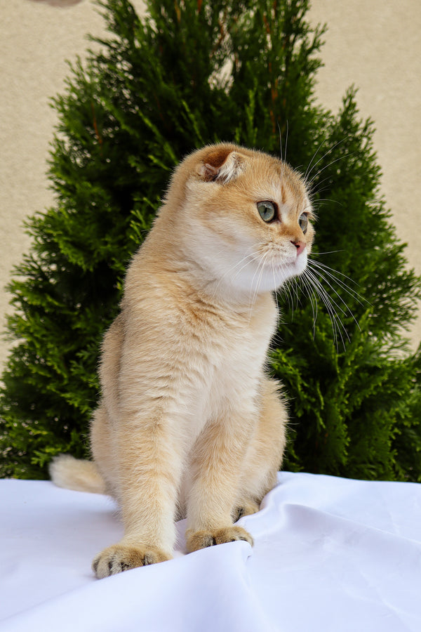 Denise | Scottish Fold Kitten