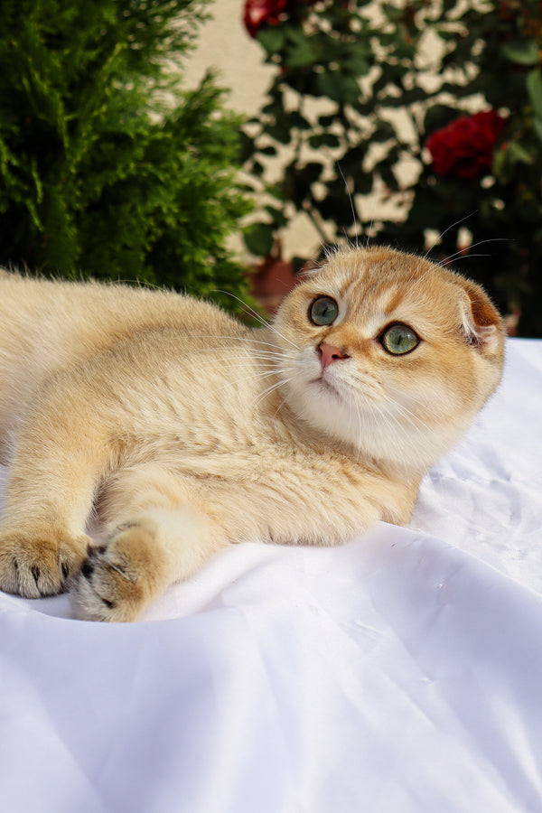Denise | Scottish Fold Kitten
