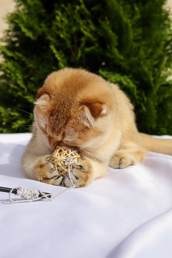 Denise | Scottish Fold Kitten