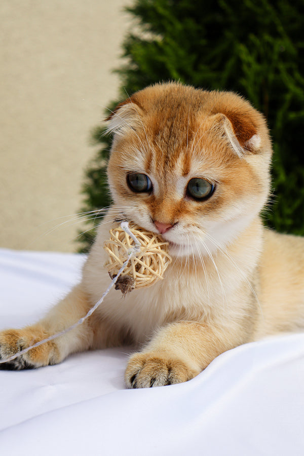 Denise | Scottish Fold Kitten