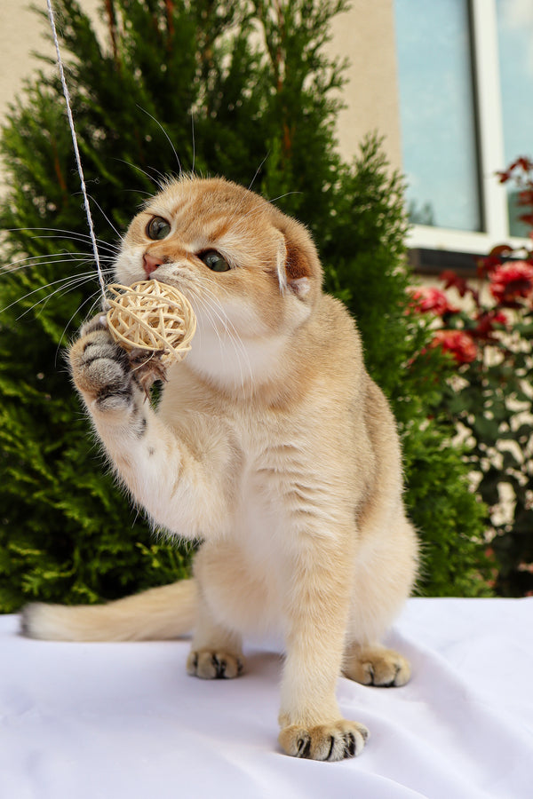 Denise | Scottish Fold Kitten
