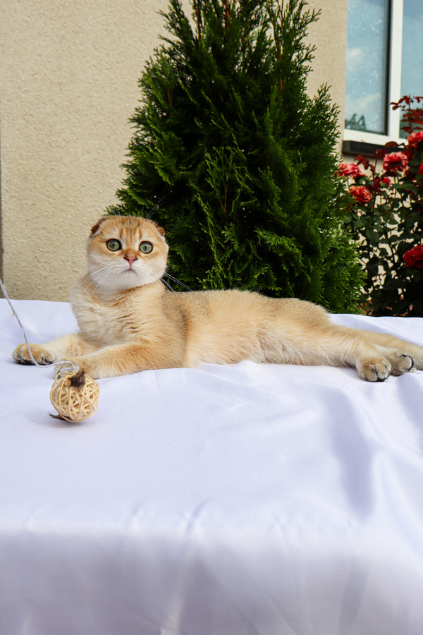Denise | Scottish Fold Kitten