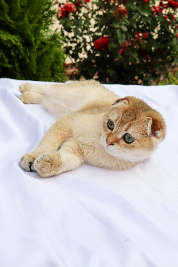 Denise | Scottish Fold Kitten