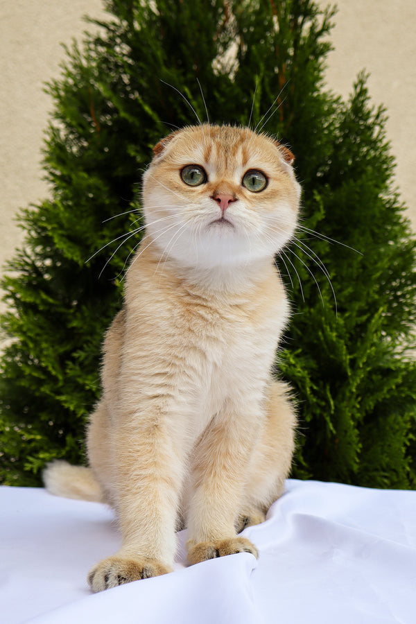 Denise | Scottish Fold Kitten