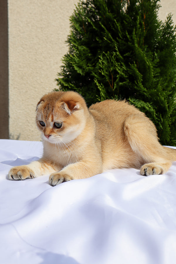 Denise | Scottish Fold Kitten