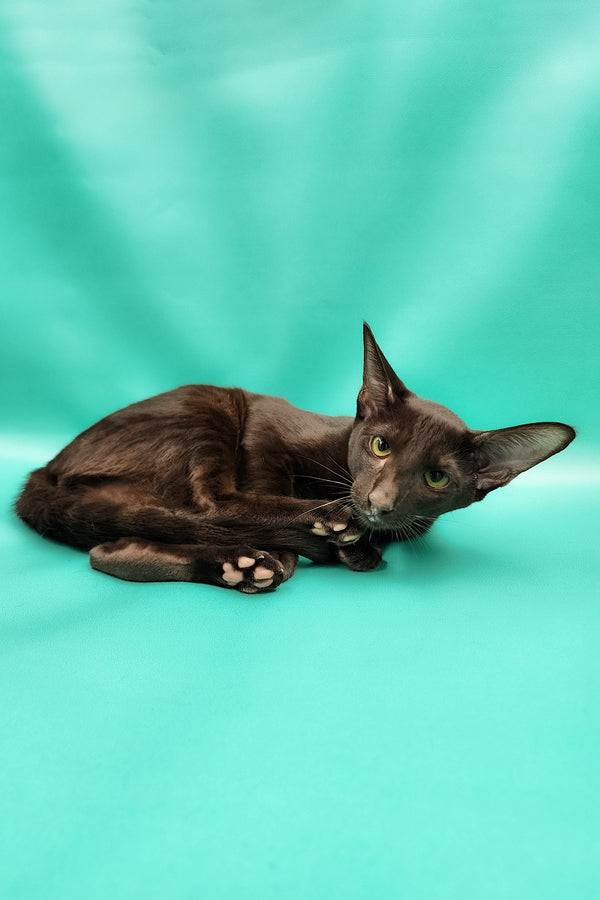 Denise | Oriental Shorthair Kitten