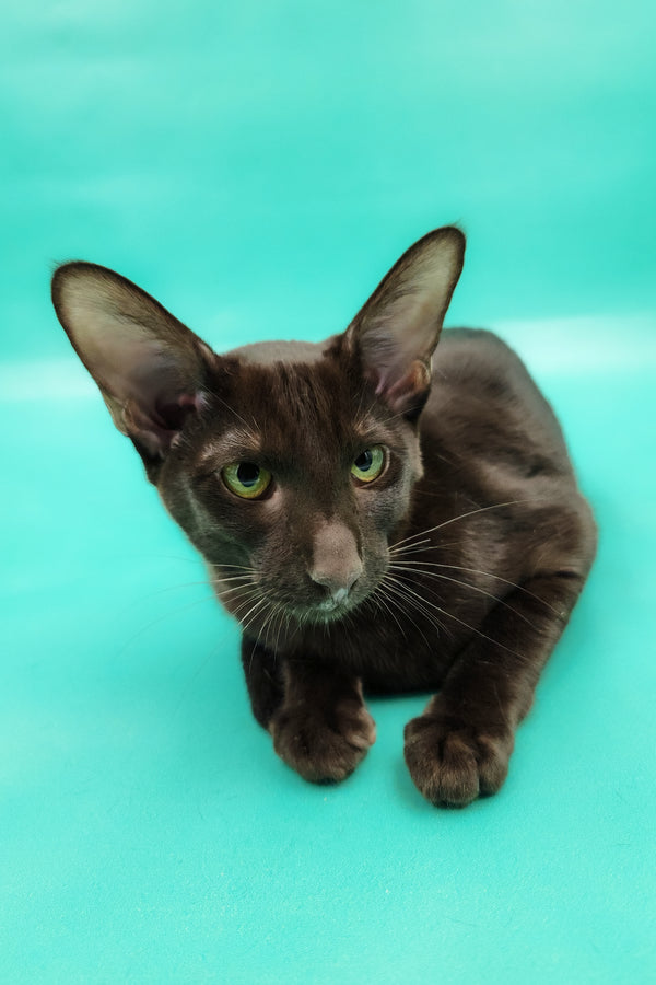 Denise | Oriental Shorthair Kitten