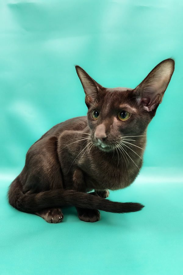 Denise | Oriental Shorthair Kitten