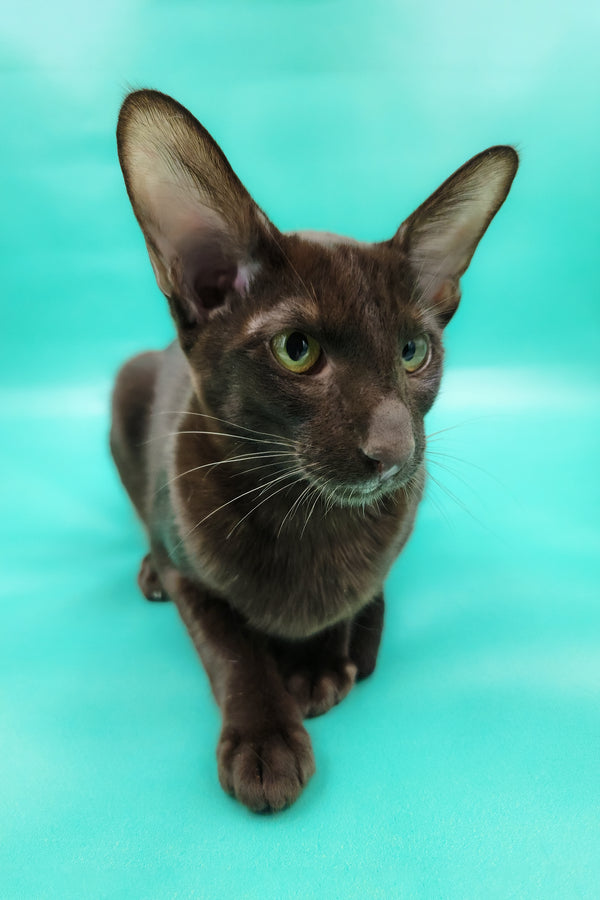 Denise | Oriental Shorthair Kitten