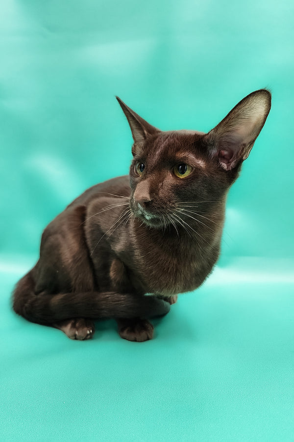 Denise | Oriental Shorthair Kitten