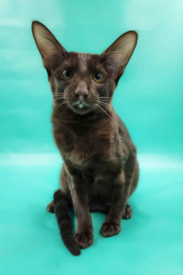 Denise | Oriental Shorthair Kitten