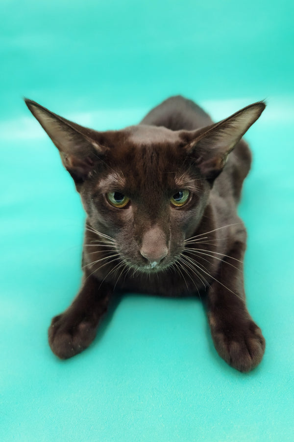 Denise | Oriental Shorthair Kitten