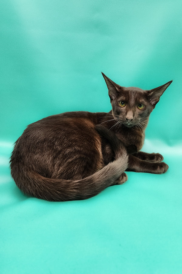 Denise | Oriental Shorthair Kitten