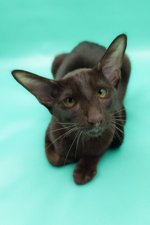 Denise | Oriental Shorthair Kitten