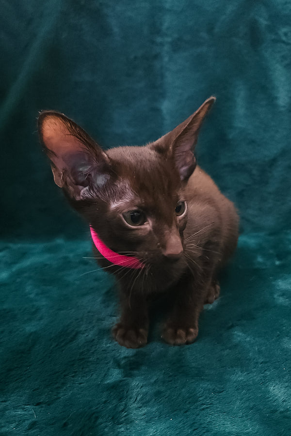 Denise | Oriental Shorthair Kitten