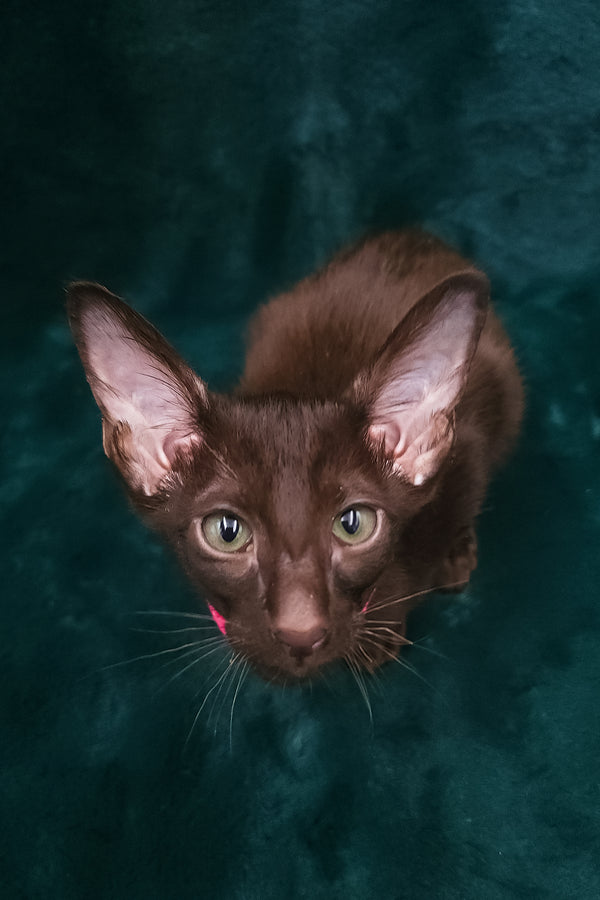 Denise | Oriental Shorthair Kitten