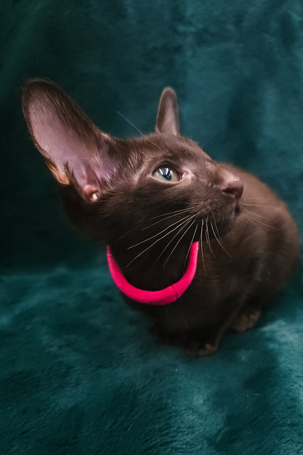 Denise | Oriental Shorthair Kitten