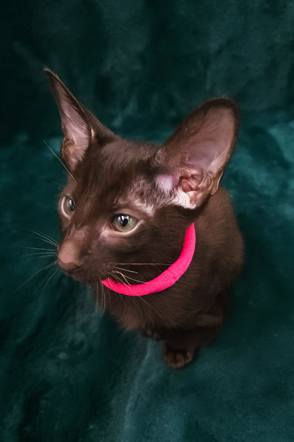 Denise | Oriental Shorthair Kitten