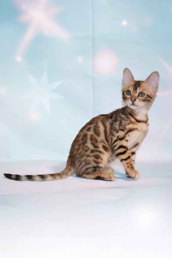 Dennis | Bengal Kitten