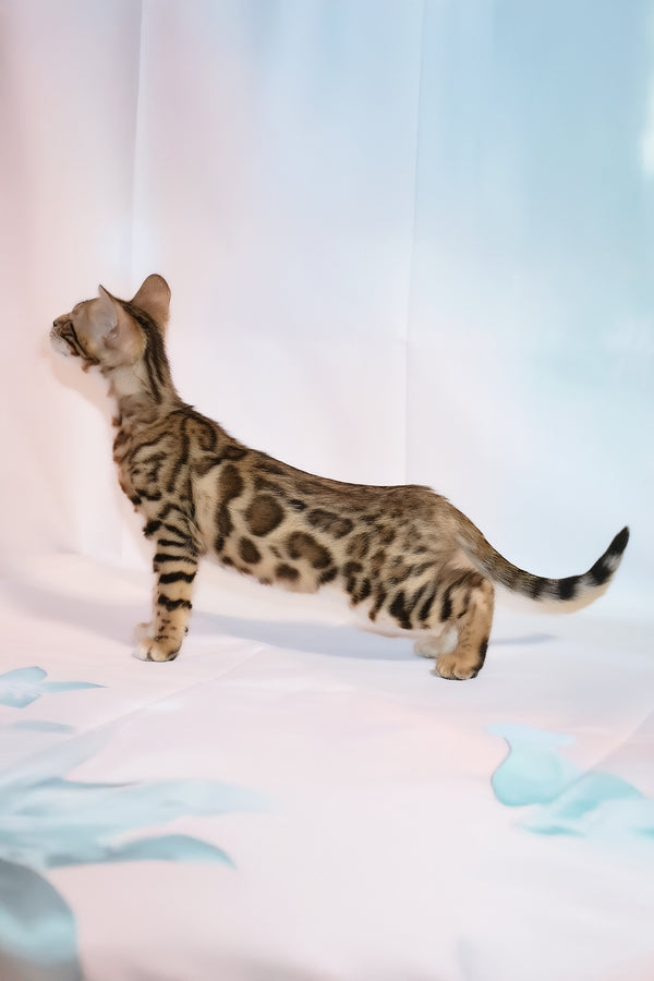 Dennis | Bengal Kitten