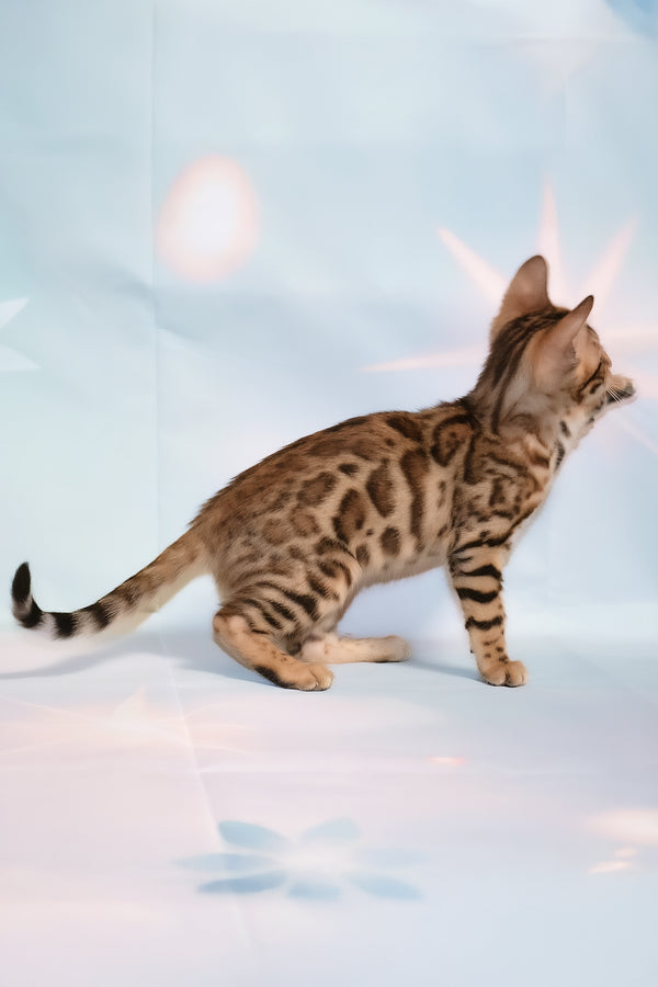 Dennis | Bengal Kitten