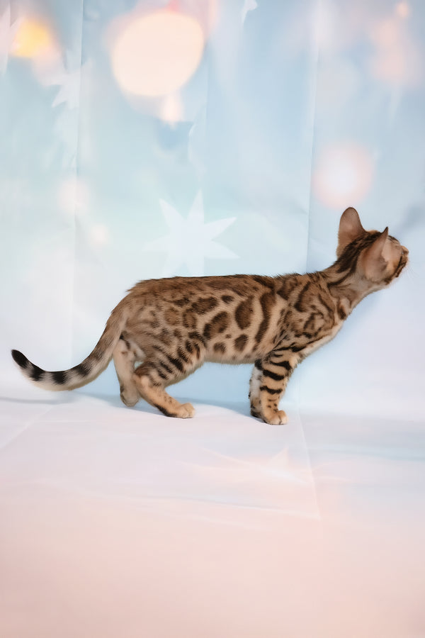 Dennis | Bengal Kitten