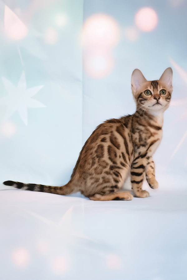 Dennis | Bengal Kitten