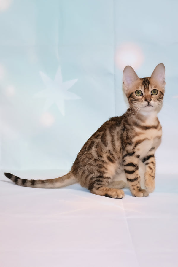 Dennis | Bengal Kitten