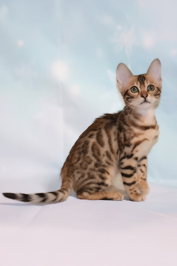 Dennis | Bengal Kitten
