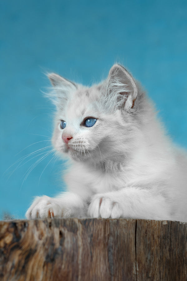 Denver | Ragdoll Kitten