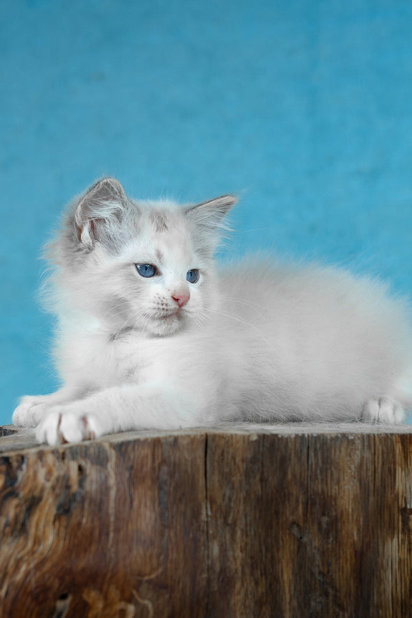 Denver | Ragdoll Kitten