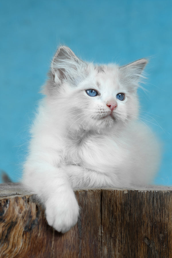 Denver | Ragdoll Kitten