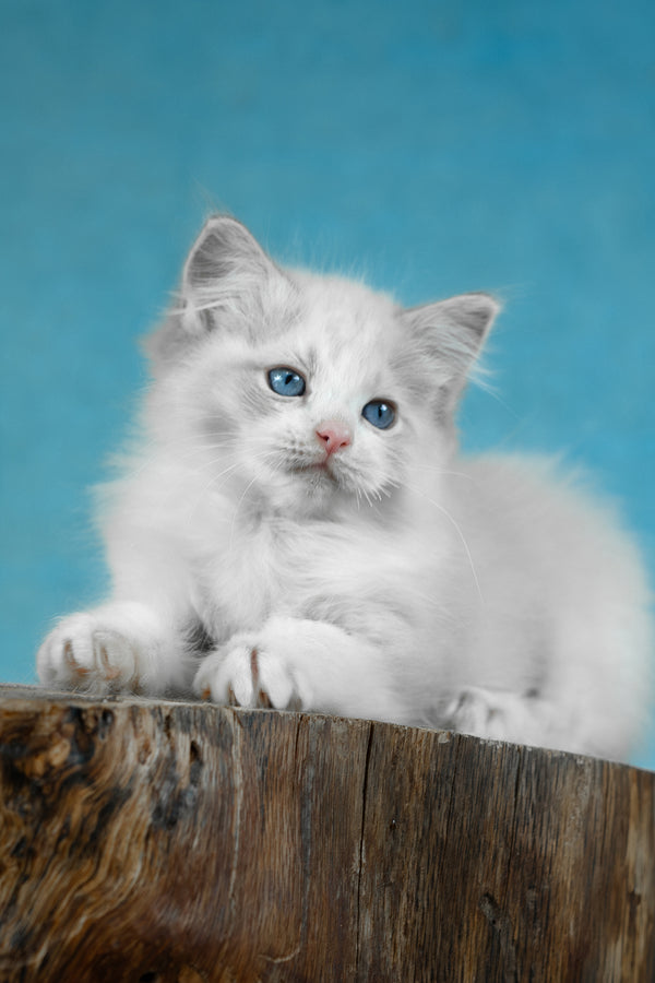 Denver | Ragdoll Kitten