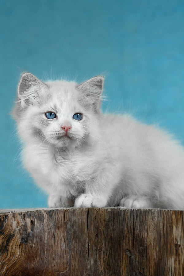 Denver | Ragdoll Kitten