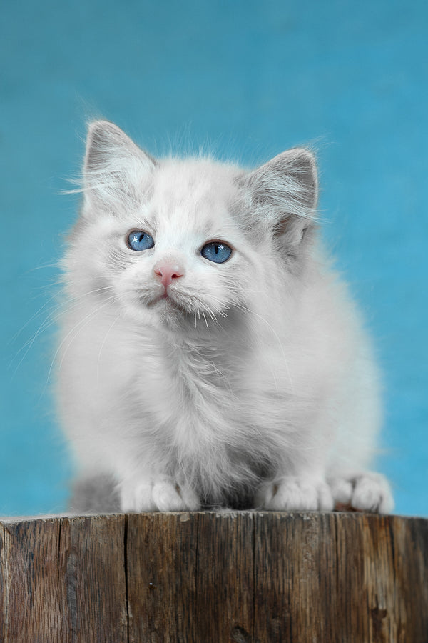 Denver | Ragdoll Kitten